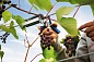 RAPID R:Plier LIG 150 Vine, Профессиональный кольцевой плайер для травмобезопасного крепления растений (40107753)